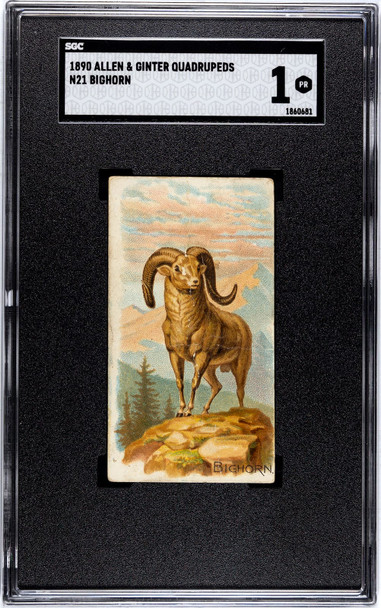1890 N21 Allen & Ginter Bighorn 50 Quadrupeds SGC 1 front of card