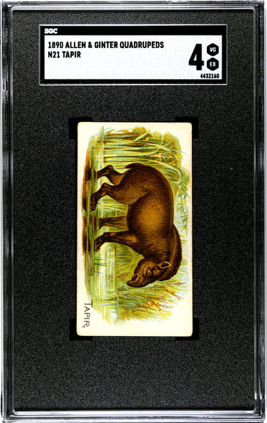 1890 N21 Allen & Ginter Tapir 50 Quadrupeds SGC 4 front of card