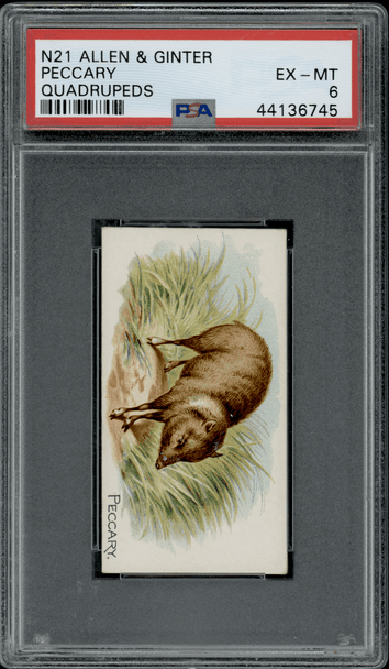 1890 N21 Allen & Ginter Peccary 50 Quadrupeds PSA 6 front of card
