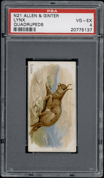 1890 N21 Allen & Ginter Lynx 50 Quadrupeds PSA 4 front of card