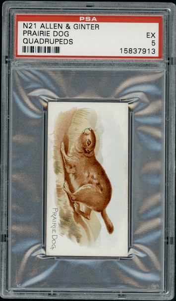1890 N21 Allen & Ginter Prairie Dog 50 Quadrupeds PSA 5 front of card