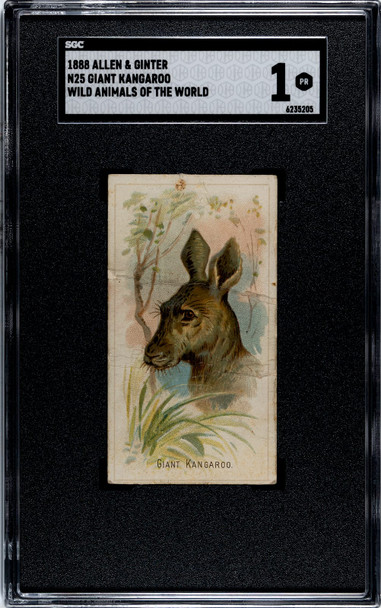 1888 N25 Allen & Ginter Giant Kangaroo Wild Animals of the World SGC 1 front of card
