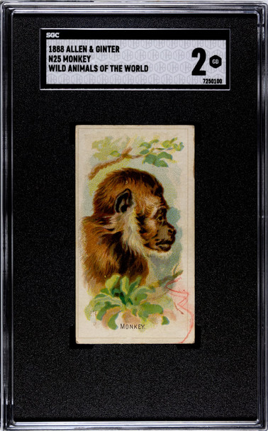 1888 N25 Allen & Ginter Monkey Wild Animals of the World SGC 2 front of card