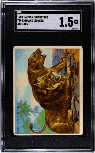 1909 T29 Hassan Cigarettes Lion and Lioness SGC 1.5 front of card