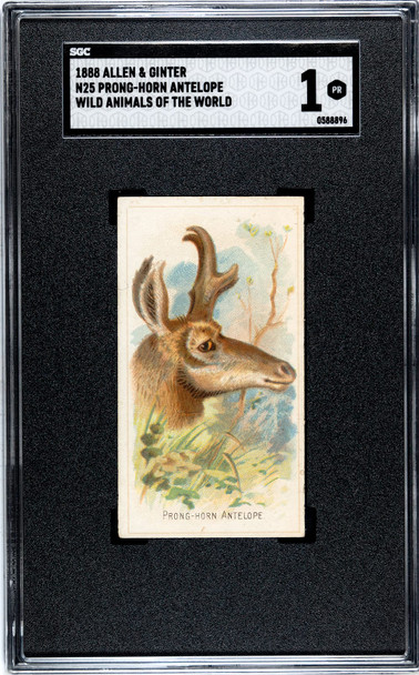 1888 N25 Allen & Ginter Prong-horn Antelope Wild Animals of the World SGC 1 front of card