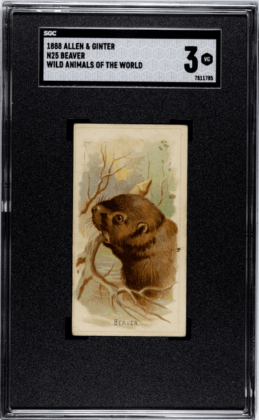 1888 N25 Allen & Ginter Beaver Wild Animals of the World SGC 3 front of card