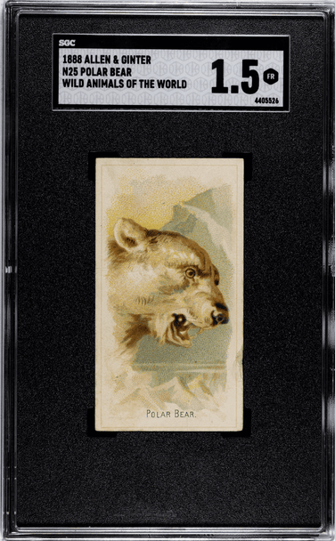 1888 N25 Allen & Ginter Polar Bear Wild Animals of the World SGC 1.5 front of card 1888 N25 Allen & Ginter Polar Bear Wild Animals of the World SGC 1.5 front of card