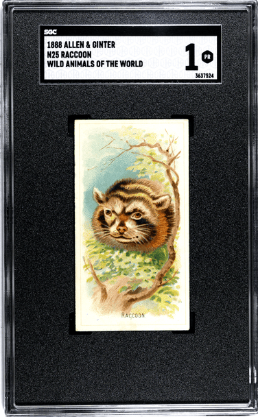 1888 N25 Allen & Ginter Raccoon Wild Animals of the World SGC 1 front of card
