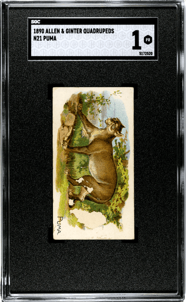 1890 N21 Allen & Ginter Puma 50 Quadrupeds SGC 1 front of card