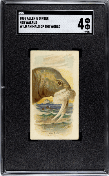 1888 N25 Allen & Ginter Walrus Wild Animals of the World SGC 4 front of card