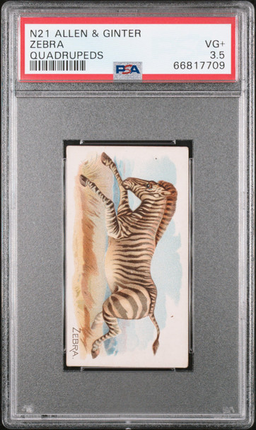 1890 N21 Allen & Ginter Zebra 50 Quadrupeds PSA 3.5 front of card