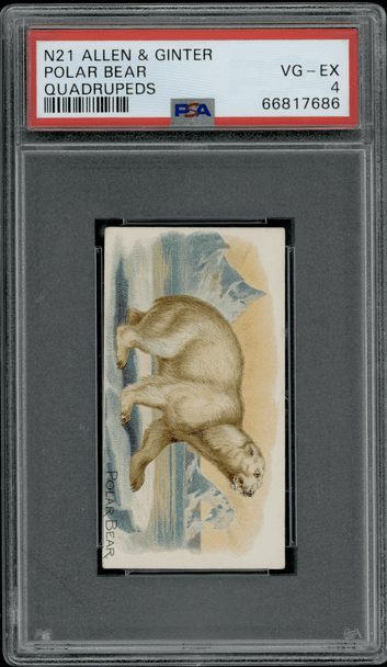 1890 N21 Allen & Ginter Polar Bear 50 Quadrupeds PSA 4 front of card