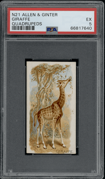 1890 N21 Allen & Ginter Giraffe 50 Quadrupeds PSA 5 front of card