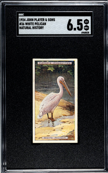 1924 John Player & Sons White Pelican #36 Natural History SGC 6.5 front of card
