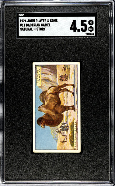 1924 John Player & Sons Bactrian Camel #11 Natural History SGC 4.5 front of card