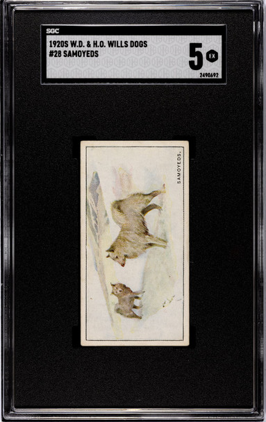 1920 W.D. & H.O. Wills Samoyeds #28 Dogs SGC 5 front of card