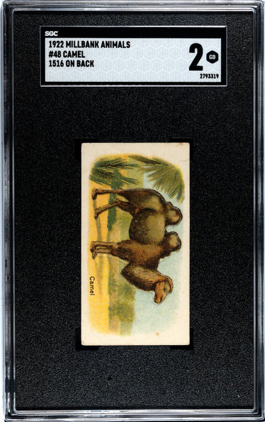 1922 Millbank Animals Camel 1516 On Back #48 SGC 2 front of card