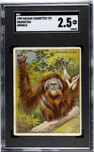 1909 Hassan Cigarettes Orangutan Animals SGC 2.5 front of card