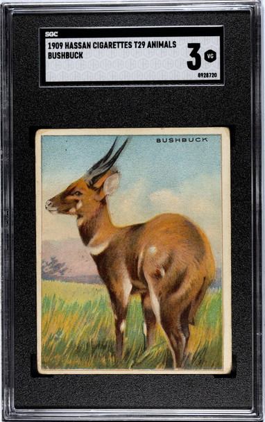 1909 Hassan Cigarettes Bushbuck Animals SGC 3 front of card