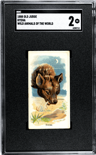1888-Old-Judge-Hyena-SGC-2-