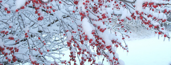 Opera Songs for snow shoveling* 