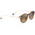Maui Jim Momi Dark Havana Angle