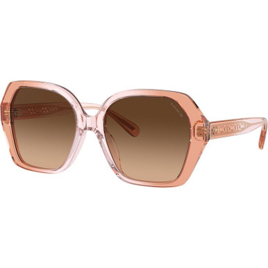 Coach HC8404U - Saddle Dusty Rose Gradient/Brown Gradient Lenses