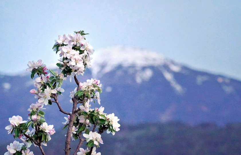 May Day: A Bavarian Spring Awakening