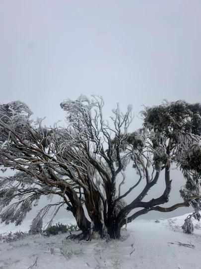 Kangaroo Hoppet: Report From Down Under 