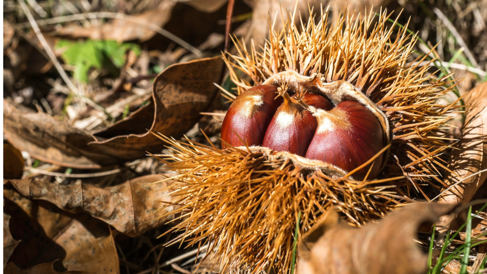 Törggelen Traditions & Trailside Treats in Tyrol  Törggelen Traditions & Trailside Treats in Tyrol