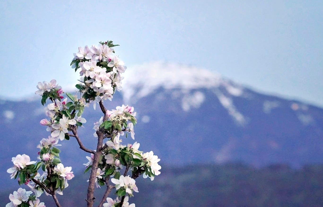 May Day: A Bavarian Spring Awakening - Enjoy Winter