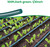 50FT 1/4 inch Drip Irrigation Tubing Blank Distribution Garden Watering 12z