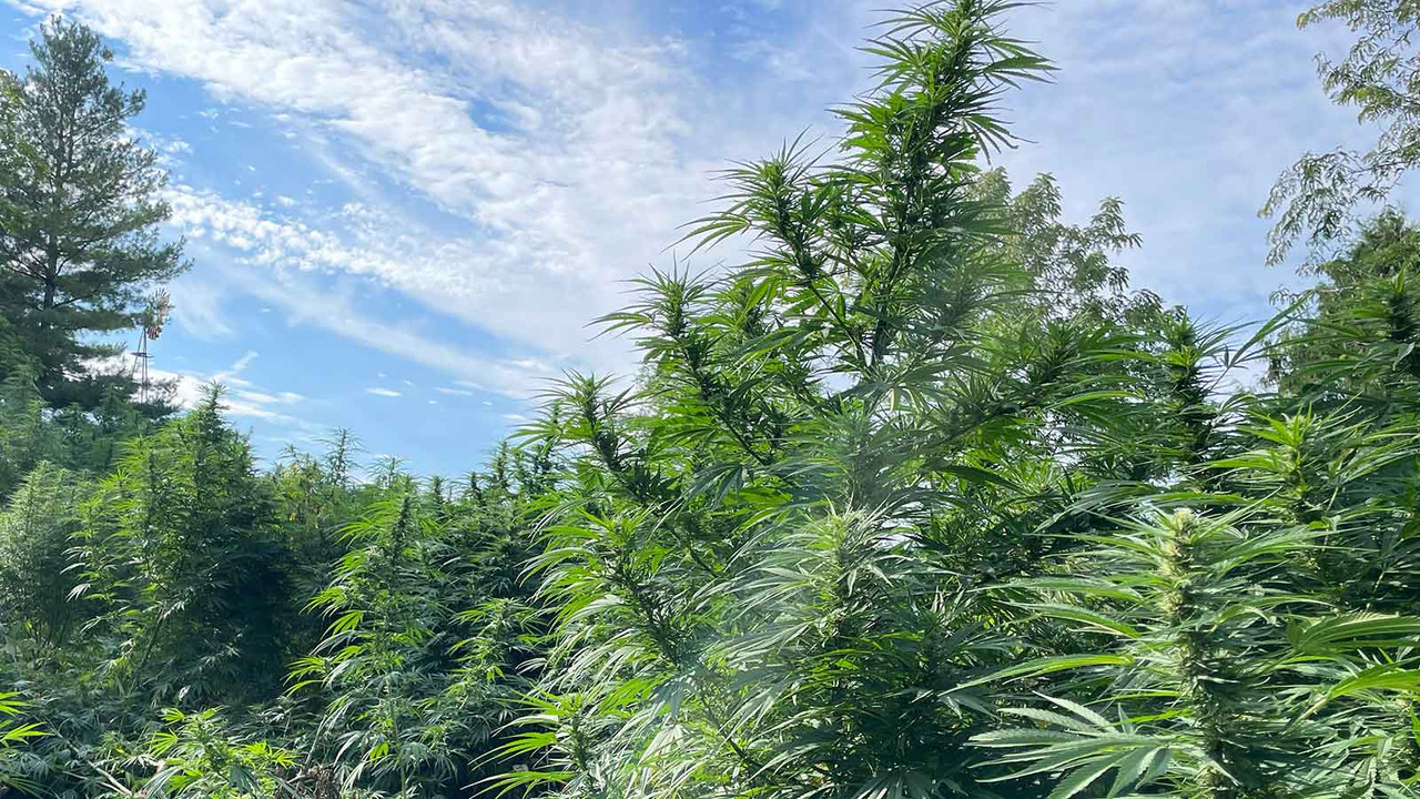 Great Lakes Extracts hemp plants before harvest