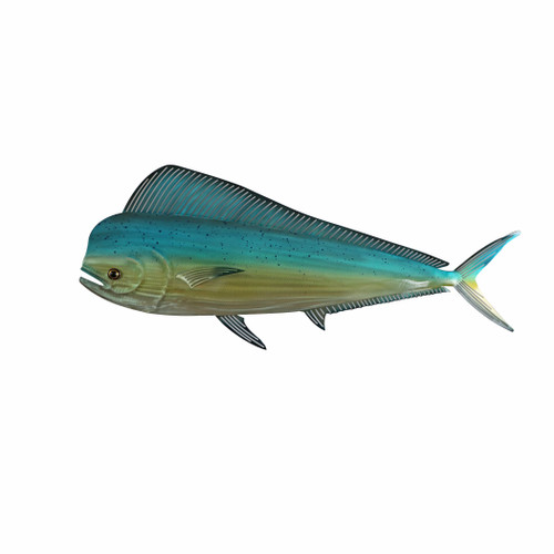 Mahi Mahi Stainless Steel CO189