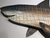 Great White Shark Metal Wall Decor