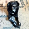 Pittsburgh Penguins Stanley Cup® Pet Toy - Featuring Gus