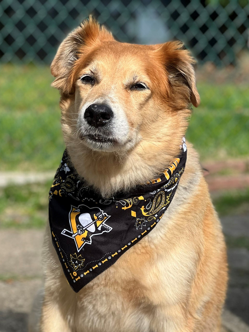 Pittsburgh Pirates Pet Collar Bandana - Posh Puppy Boutique