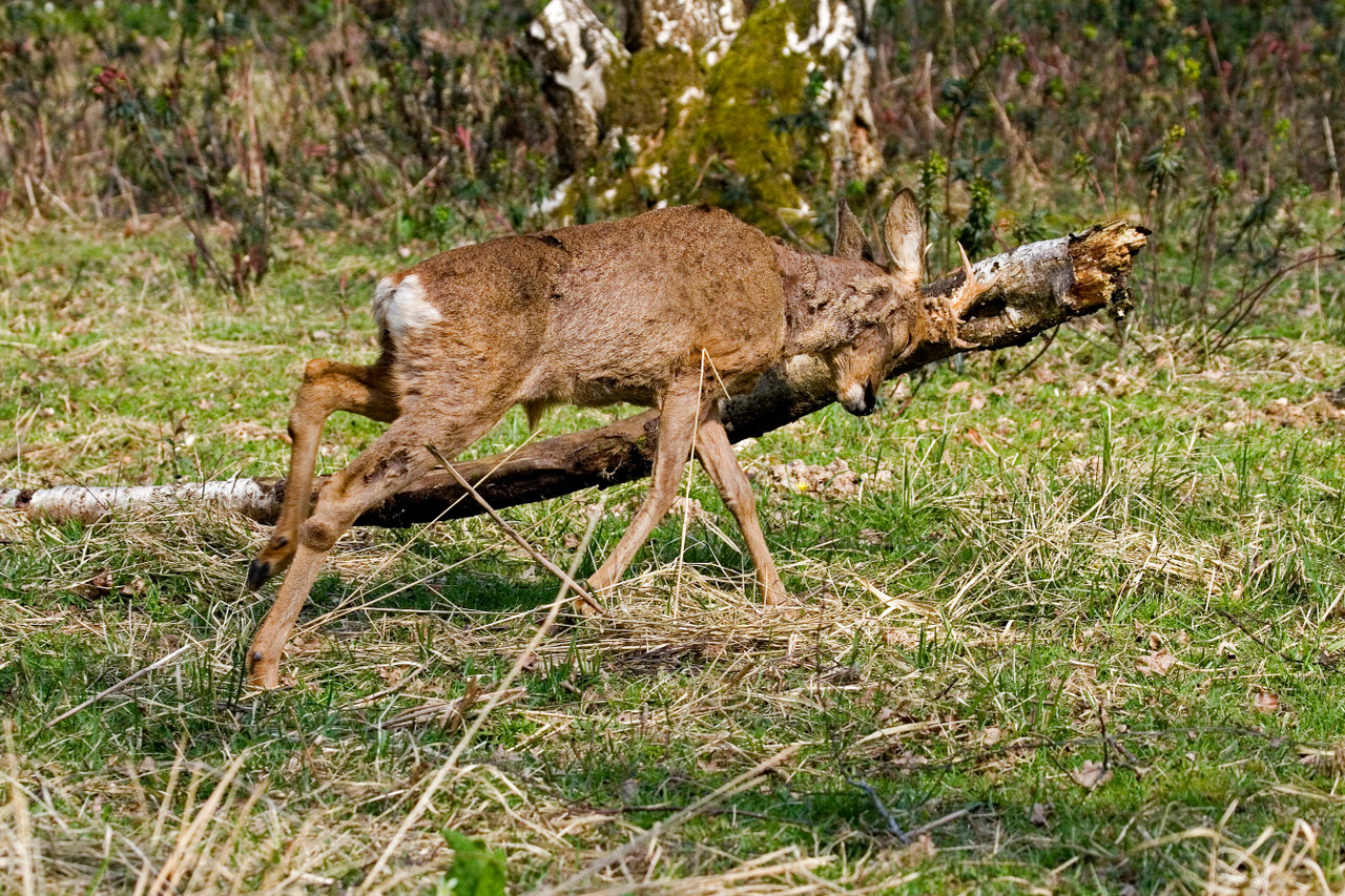 When Deer Run Wild Deer Rut Season
