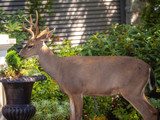How to Handle a Deer in Your Backyard