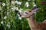 From Flowers to Fruits: What Attracts Deer to Gardens and How to Counter It