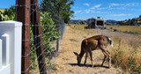 Battle of the Gardens: Deer Fences vs. Repellents