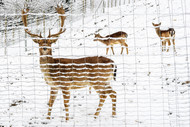 Can You Install a DIY Fence During Winter?