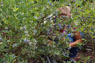 Berry Bliss: A Beginner's Guide to Growing Blueberries at Home