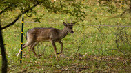 The Shocking 411: Electric Deer Fence