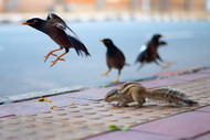 Bust Your Pests: Squirrels and Birds