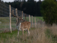 5 Steps to Maximize Your Deer Fence's Effectiveness