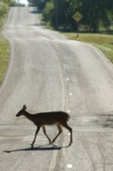 10 Tips to Avoid a Deer Collision