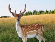 Deer Hunting Seasons & Regulations In MD, PA, DE