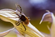 A New Possibility for Detecting Lyme Disease