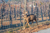 Global Perspectives: Lessons in Deer Management from Around the World